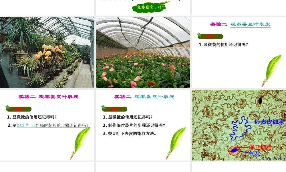 八年级生物上册 6.18.1 绿色植物与生物圈中的水循环课件 （新版）苏科版-（新版）苏科版初中八年级上册生物课件