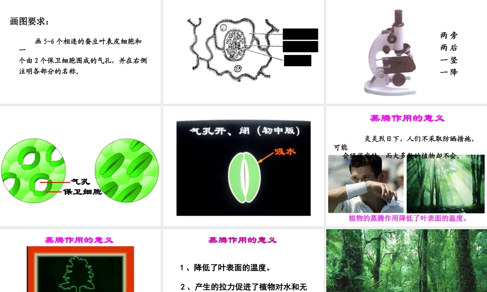 八年级生物上册 6.18.1 绿色植物与生物圈中的水循环课件 （新版）苏科版-（新版）苏科版初中八年级上册生物课件