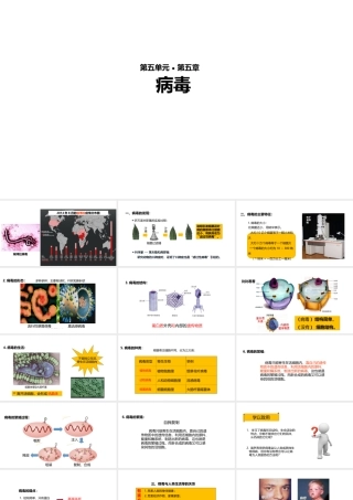 八年级生物上册 5.5《病毒》教学课件 （新版）新人教版-（新版）新人教级上册生物课件