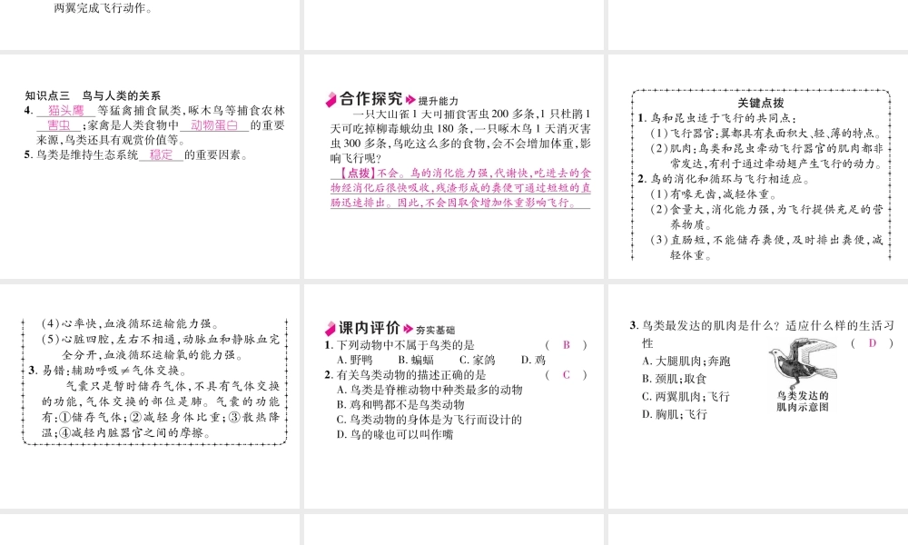 八年级生物上册 5.1.6 鸟作业课件 （新版）新人教版-（新版）新人教版初中八年级上册生物课件