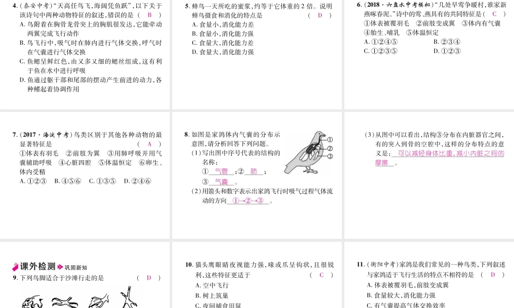 八年级生物上册 5.1.6 鸟作业课件 （新版）新人教版-（新版）新人教版初中八年级上册生物课件