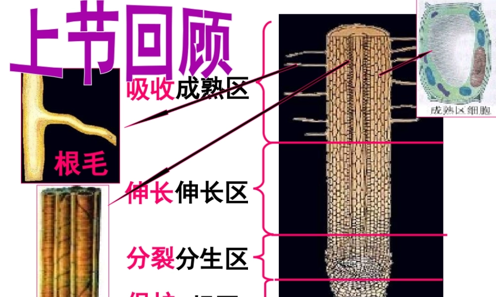 八年级生物上册 第2章 第3节 无机盐与植物的生长课件 （新版）冀教版-（新版）冀教级上册生物课件