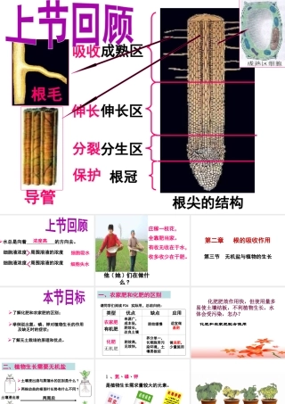 八年级生物上册 第2章 第3节 无机盐与植物的生长课件 （新版）冀教版-（新版）冀教级上册生物课件