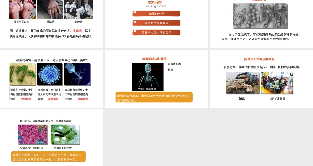 八年级生物上册 5.5《病毒》课件 （新版）新人教版-（新版）新人教版初中八年级上册生物课件