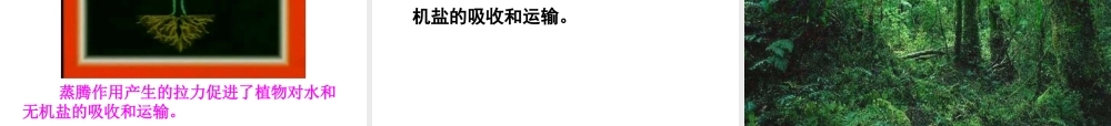 八年级生物上册 6.18.1 绿色植物与生物圈中的水循环课件 （新版）苏科版-（新版）苏科级上册生物课件