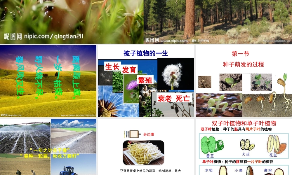 八年级生物上册 第3单元 第1章 第1节 种子萌发的过程课件 （新版）冀教版-（新版）冀教版初中八年级上册生物课件