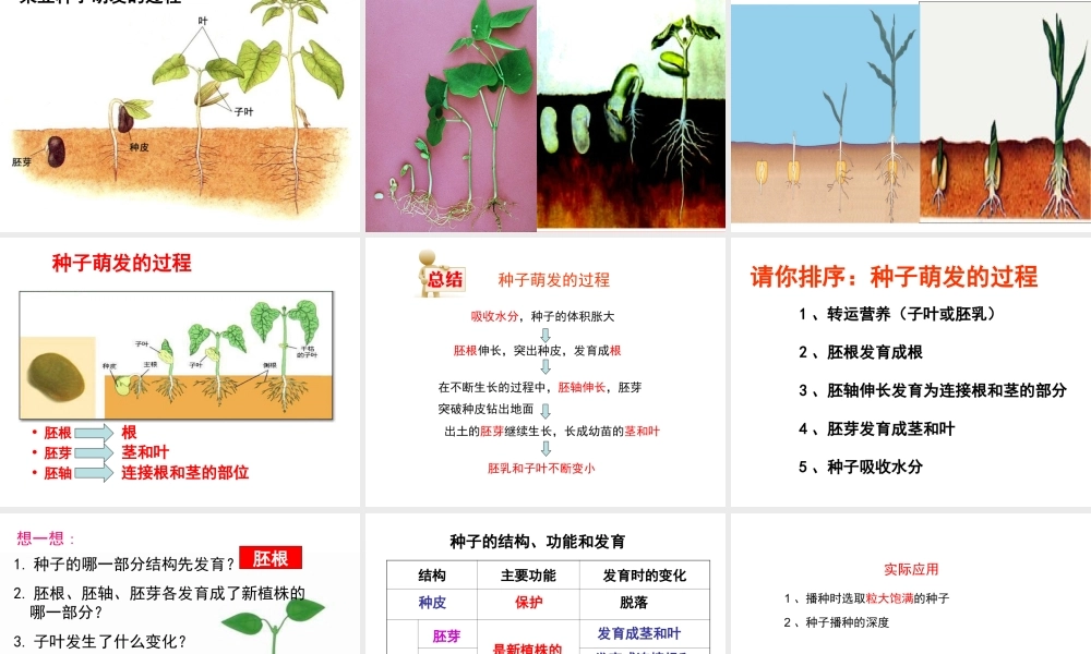 八年级生物上册 第3单元 第1章 第1节 种子萌发的过程课件 （新版）冀教版-（新版）冀教版初中八年级上册生物课件