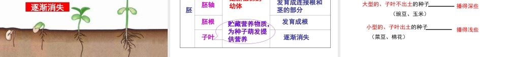 八年级生物上册 第3单元 第1章 第1节 种子萌发的过程课件 （新版）冀教版-（新版）冀教版初中八年级上册生物课件
