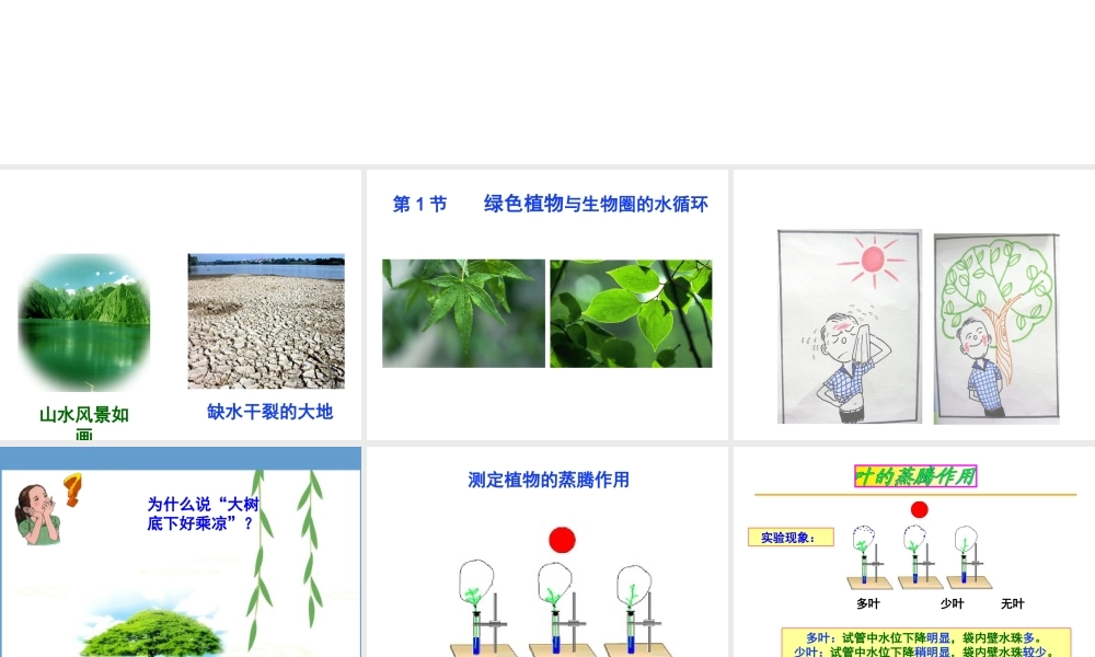 八年级生物上册 6.18.1《绿色植物与生物圈的水循环》课件 （新版）苏科版-（新版）苏科版初中八年级上册生物课件