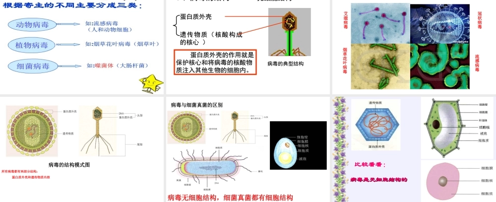 八年级生物上册 5.5《病毒》课件1 （新版）新人教版-（新版）新人教版初中八年级上册生物课件