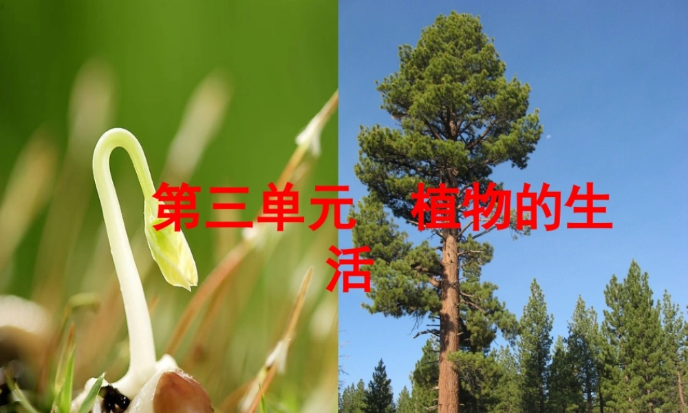 八年级生物上册 第3单元 第1章 第1节 种子萌发的过程课件 （新版）冀教版-（新版）冀教级上册生物课件