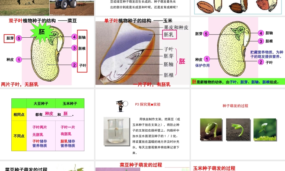 八年级生物上册 第3单元 第1章 第1节 种子萌发的过程课件 （新版）冀教版-（新版）冀教级上册生物课件