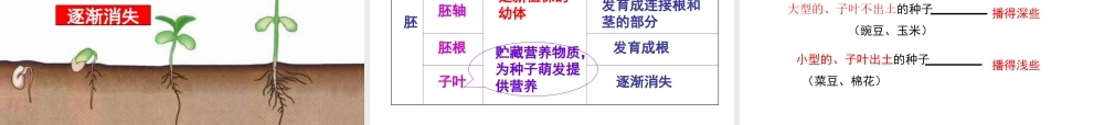 八年级生物上册 第3单元 第1章 第1节 种子萌发的过程课件 （新版）冀教版-（新版）冀教级上册生物课件