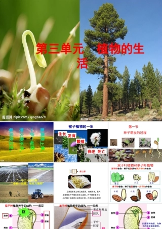 八年级生物上册 第3单元 第1章 第1节 种子萌发的过程课件 （新版）冀教版-（新版）冀教级上册生物课件