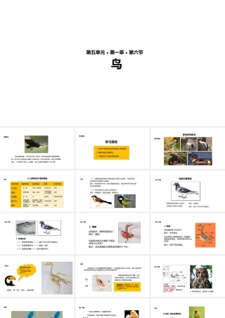 八年级生物上册 5.1.6《鸟》教学课件 （新版）新人教版-（新版）新人教版初中八年级上册生物课件