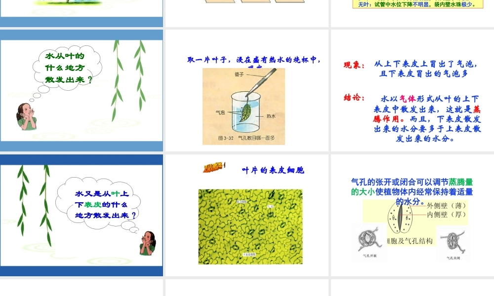 八年级生物上册 6.18.1《绿色植物与生物圈的水循环》课件 （新版）苏科版-（新版）苏科级上册生物课件