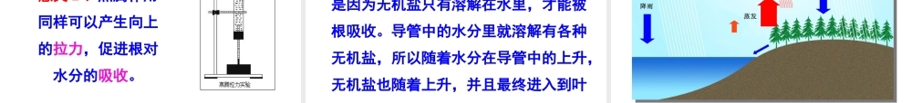 八年级生物上册 6.18.1《绿色植物与生物圈的水循环》课件 （新版）苏科版-（新版）苏科级上册生物课件
