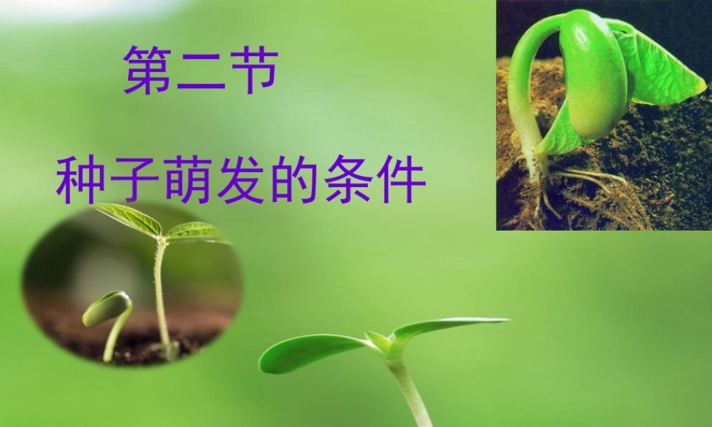 八年级生物上册 第3单元 第1章 第2节 种子萌发的条件课件 （新版）冀教版-（新版）冀教级上册生物课件