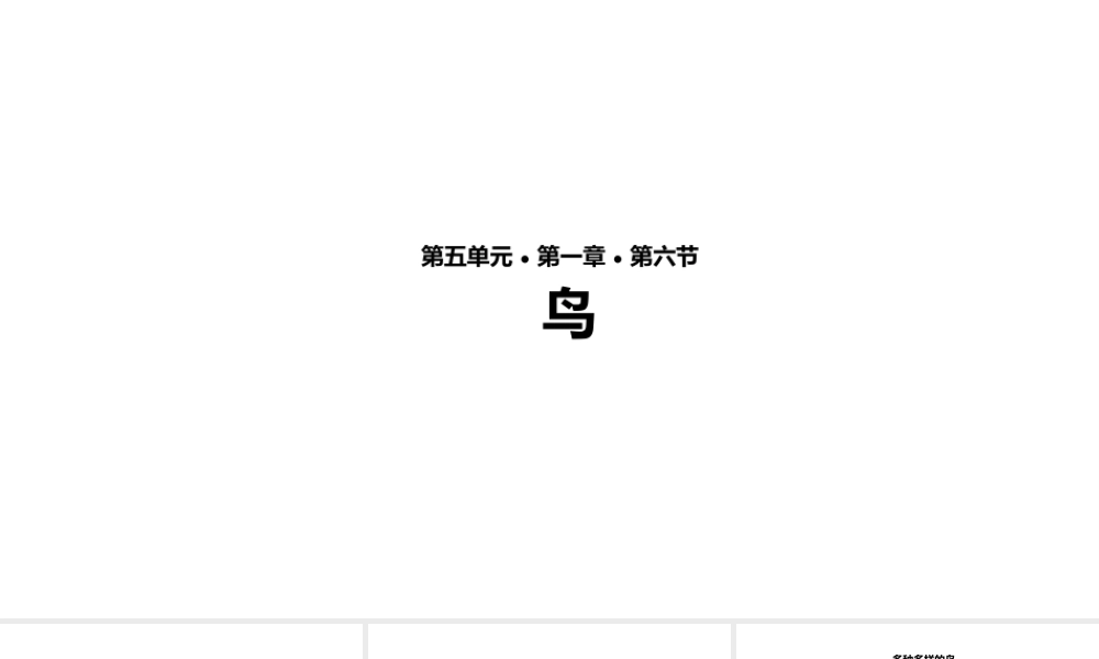 八年级生物上册 5.1.6《鸟》教学课件 （新版）新人教版-（新版）新人教级上册生物课件