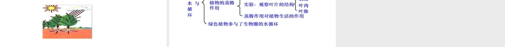八年级生物上册 6.18.1绿色植物与生物圈的水循环课件 （新版）苏科版-（新版）苏科版初中八年级上册生物课件