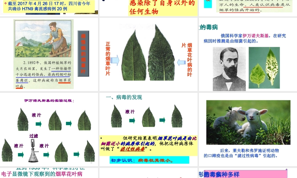 八年级生物上册 5.5《病毒》课件2 （新版）新人教版-（新版）新人教版初中八年级上册生物课件