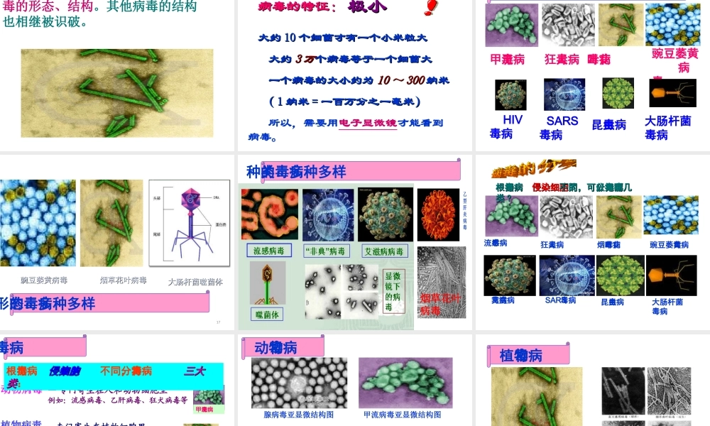八年级生物上册 5.5《病毒》课件2 （新版）新人教版-（新版）新人教版初中八年级上册生物课件