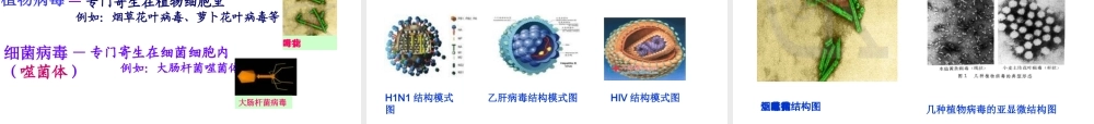 八年级生物上册 5.5《病毒》课件2 （新版）新人教版-（新版）新人教版初中八年级上册生物课件