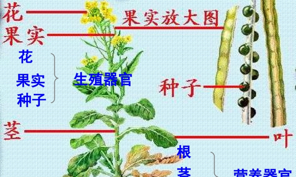 八年级生物上册 7.19.1《植物的生殖》课件 （新版）苏科版-（新版）苏科版初中八年级上册生物课件