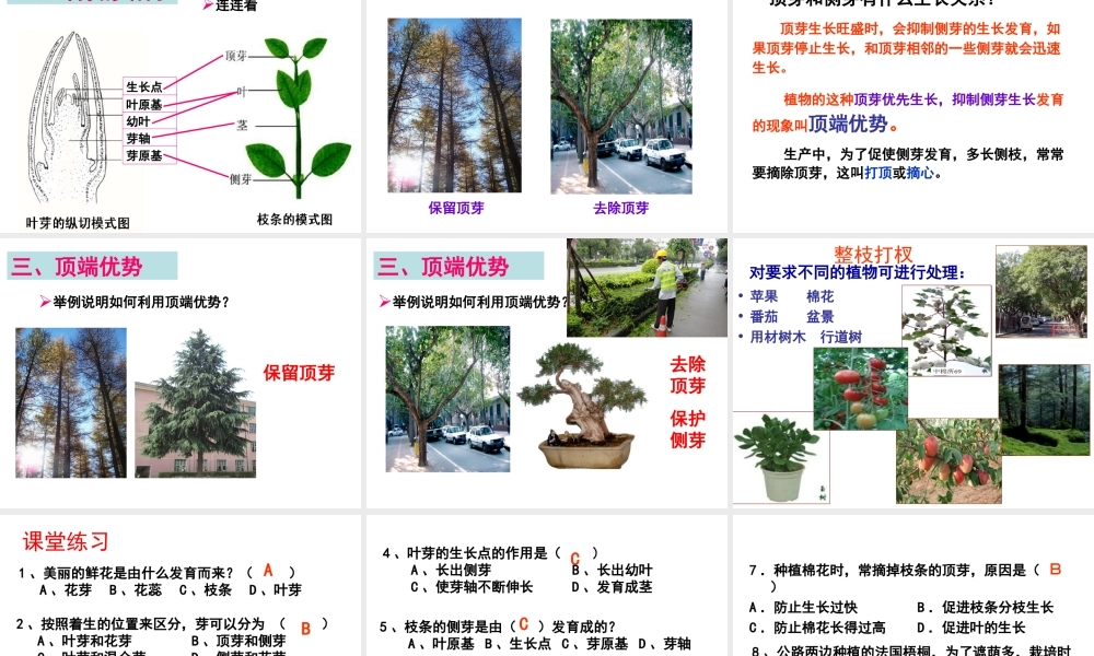 八年级生物上册 第3单元 第1章 第3节 芽的发育课件 （新版）冀教版-（新版）冀教版初中八年级上册生物课件