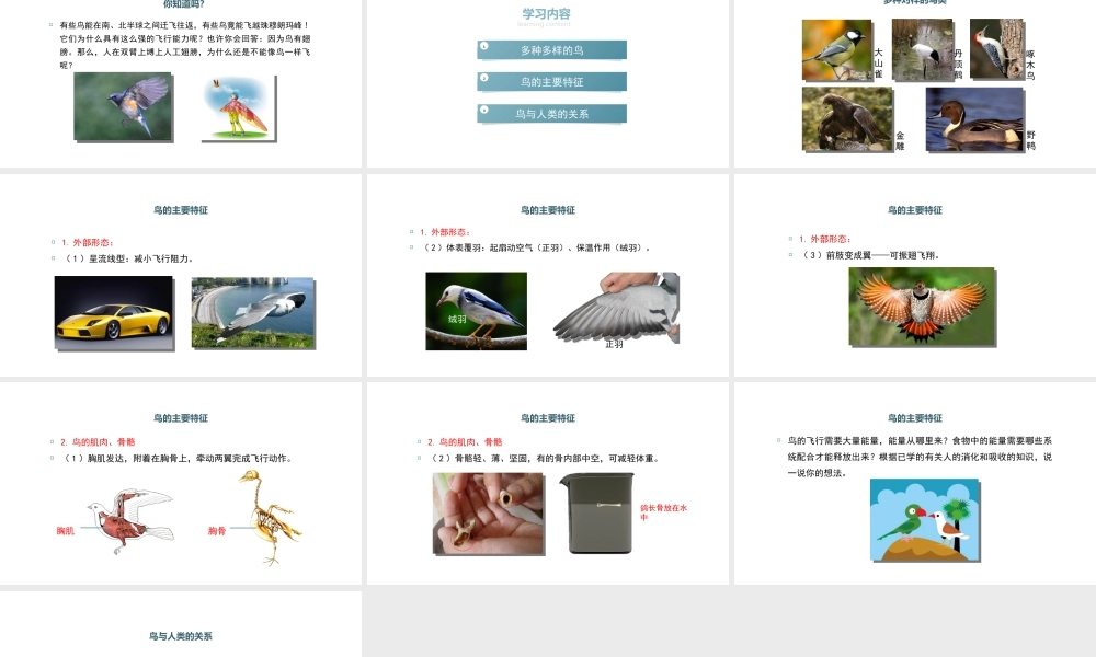 八年级生物上册 5.1.6《鸟》课件 （新版）新人教版-（新版）新人教版初中八年级上册生物课件