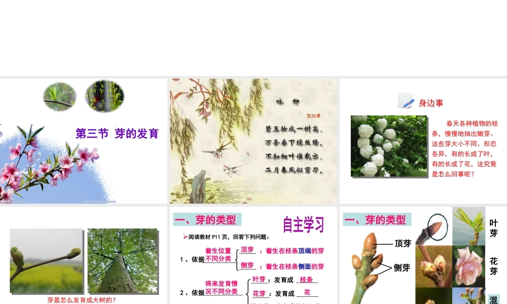 八年级生物上册 第3单元 第1章 第3节 芽的发育课件 （新版）冀教版-（新版）冀教级上册生物课件