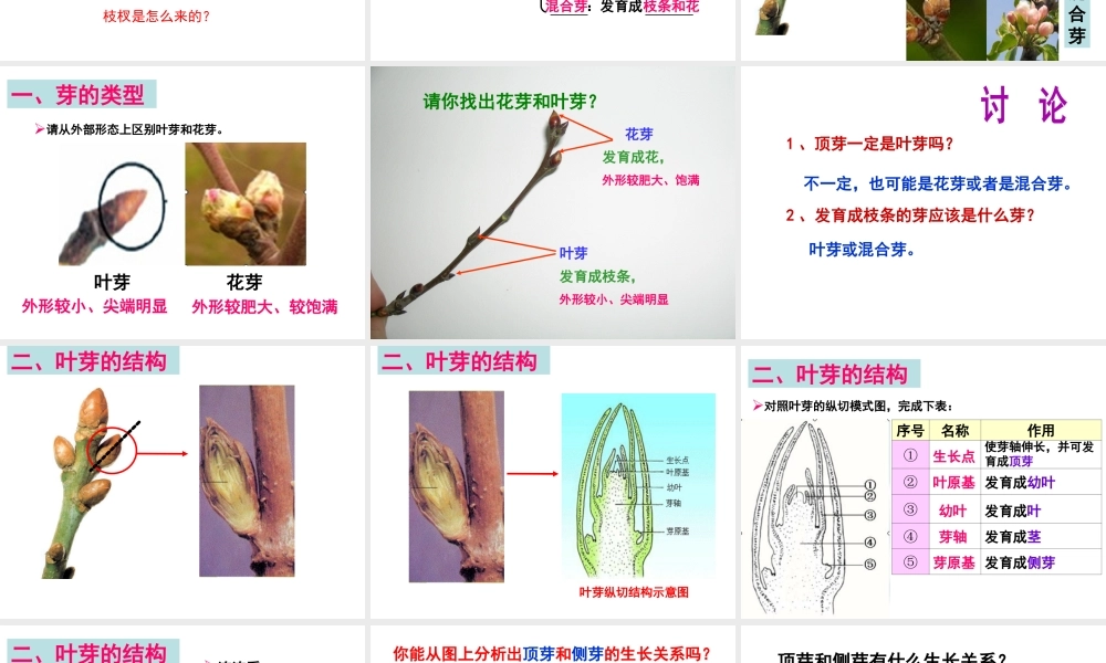 八年级生物上册 第3单元 第1章 第3节 芽的发育课件 （新版）冀教版-（新版）冀教级上册生物课件