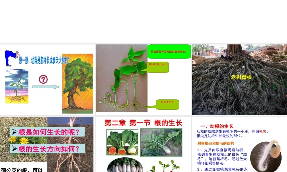 八年级生物上册 第3单元 第2章 第1节 根的生长课件 （新版）冀教版-（新版）冀教版初中八年级上册生物课件