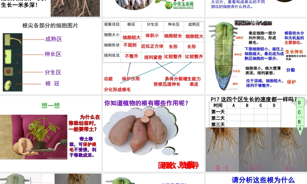 八年级生物上册 第3单元 第2章 第1节 根的生长课件 （新版）冀教版-（新版）冀教版初中八年级上册生物课件