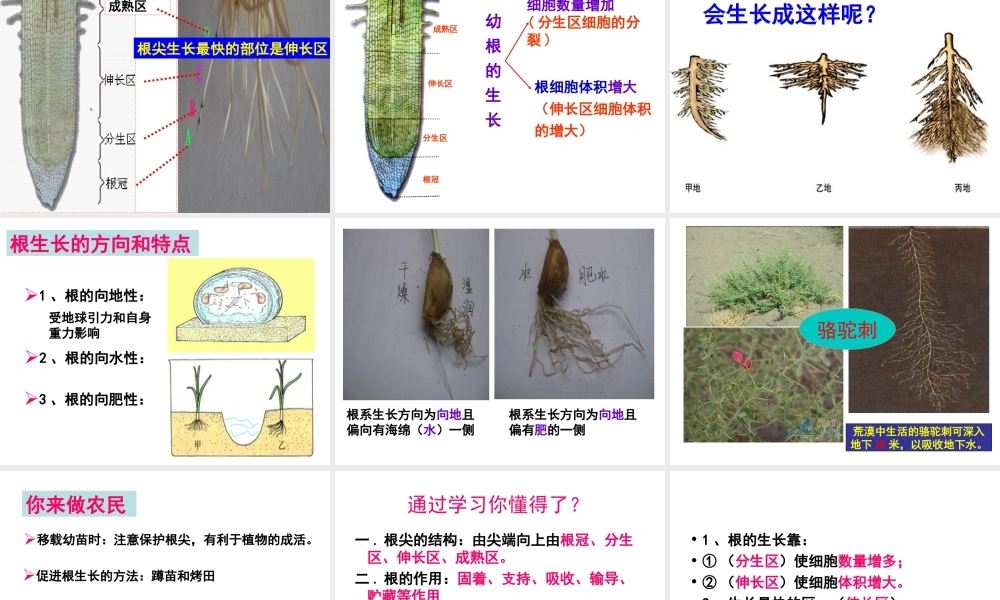 八年级生物上册 第3单元 第2章 第1节 根的生长课件 （新版）冀教版-（新版）冀教版初中八年级上册生物课件