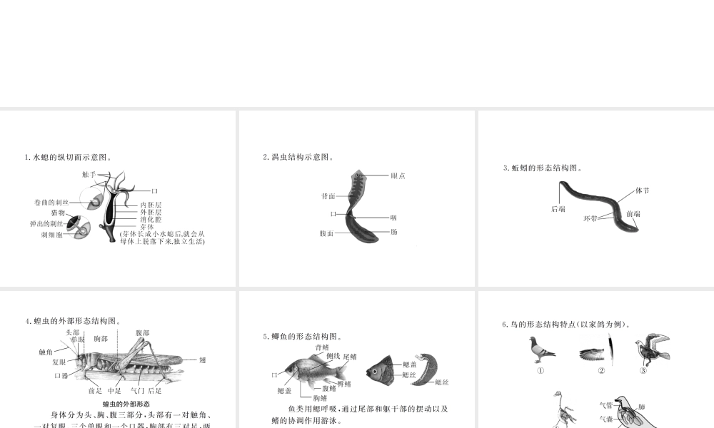 八年级生物上册 期末复习 关键识图集锦课件 （新版）新人教版-（新版）新人教版初中八年级上册生物课件