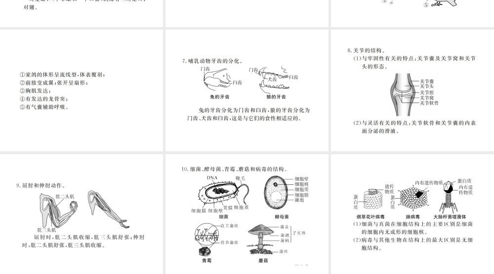 八年级生物上册 期末复习 关键识图集锦课件 （新版）新人教版-（新版）新人教版初中八年级上册生物课件