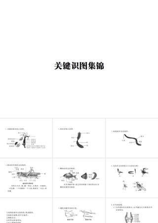 八年级生物上册 期末复习 关键识图集锦课件 （新版）新人教版-（新版）新人教版初中八年级上册生物课件