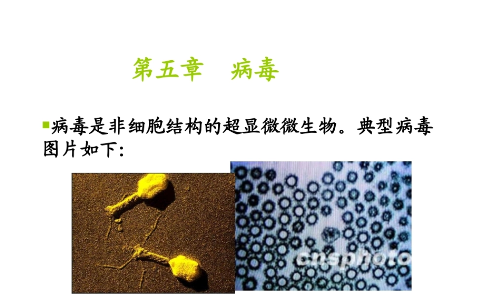 八年级生物上册 5.5《病毒》课件3 （新版）新人教版-（新版）新人教版初中八年级上册生物课件