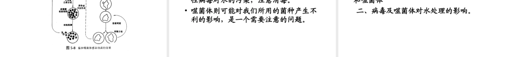八年级生物上册 5.5《病毒》课件3 （新版）新人教版-（新版）新人教版初中八年级上册生物课件