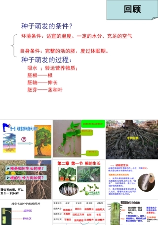 八年级生物上册 第3单元 第2章 第1节 根的生长课件 （新版）冀教版-（新版）冀教级上册生物课件