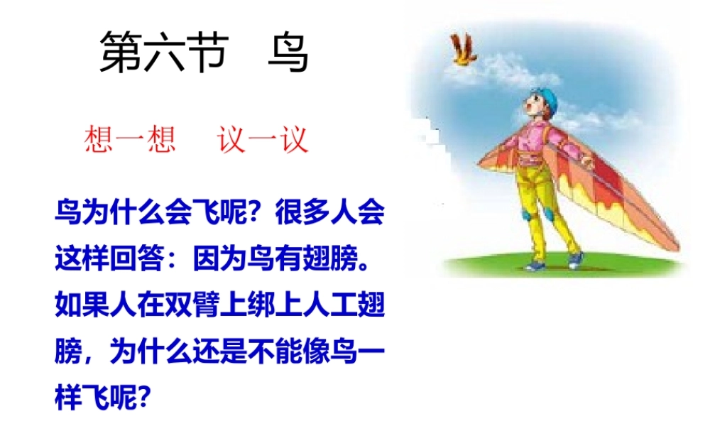 八年级生物上册 5.1.6《鸟》课件1 （新版）新人教版-（新版）新人教版初中八年级上册生物课件