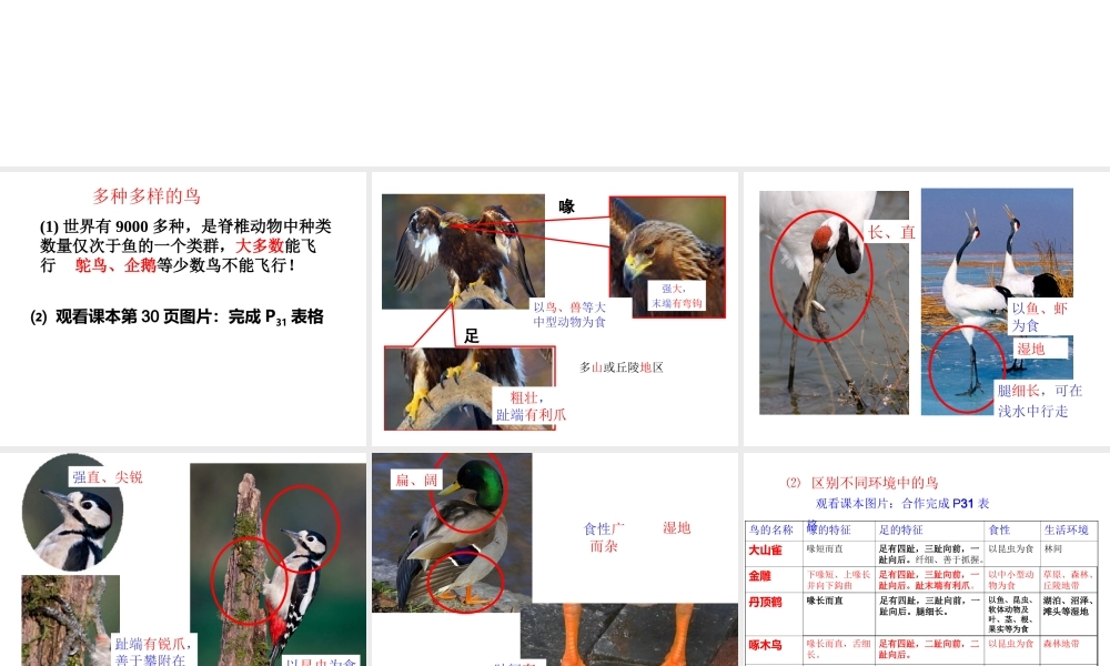 八年级生物上册 5.1.6《鸟》课件1 （新版）新人教版-（新版）新人教版初中八年级上册生物课件