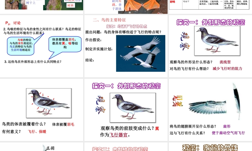 八年级生物上册 5.1.6《鸟》课件1 （新版）新人教版-（新版）新人教版初中八年级上册生物课件