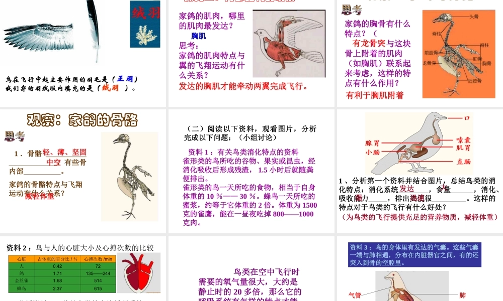 八年级生物上册 5.1.6《鸟》课件1 （新版）新人教版-（新版）新人教版初中八年级上册生物课件