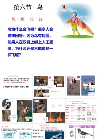八年级生物上册 5.1.6《鸟》课件1 （新版）新人教版-（新版）新人教版初中八年级上册生物课件