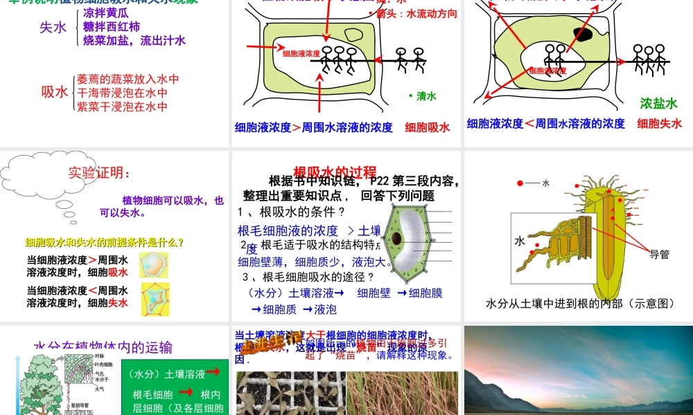 八年级生物上册 第3单元 第2章 第2节 根对水分的吸收课件 （新版）冀教版-（新版）冀教版初中八年级上册生物课件