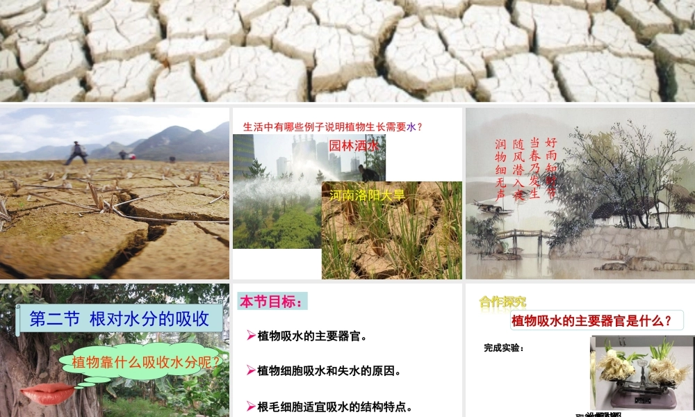 八年级生物上册 第3单元 第2章 第2节 根对水分的吸收课件 （新版）冀教版-（新版）冀教级上册生物课件