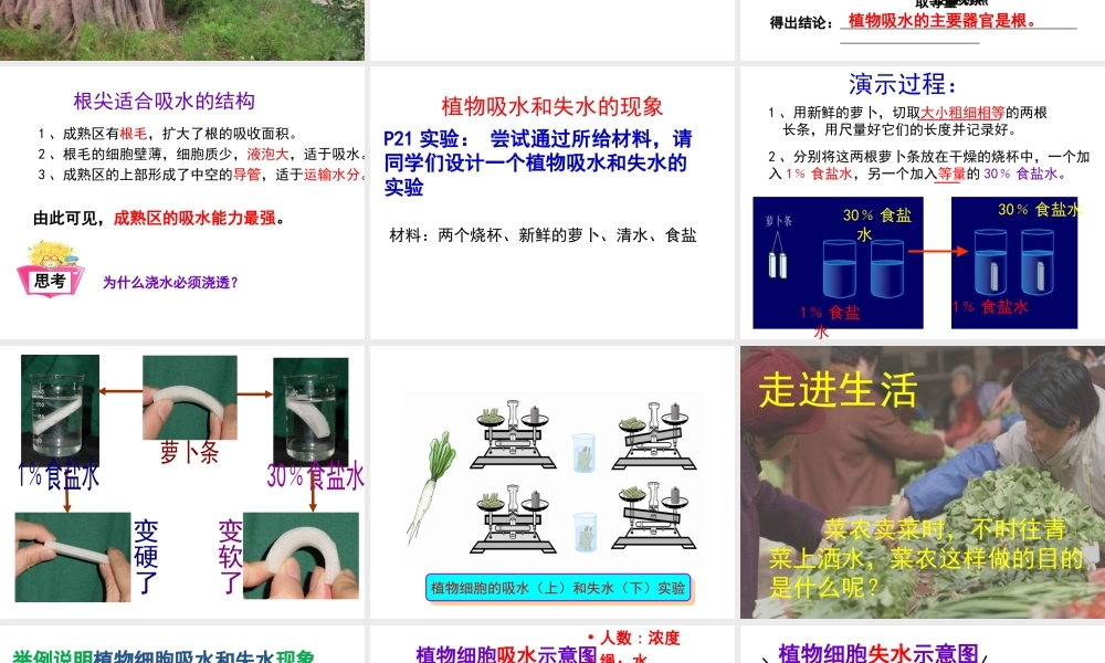 八年级生物上册 第3单元 第2章 第2节 根对水分的吸收课件 （新版）冀教版-（新版）冀教级上册生物课件