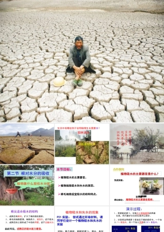 八年级生物上册 第3单元 第2章 第2节 根对水分的吸收课件 （新版）冀教版-（新版）冀教级上册生物课件